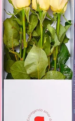 WHITE BEAUTIFUL ROSES